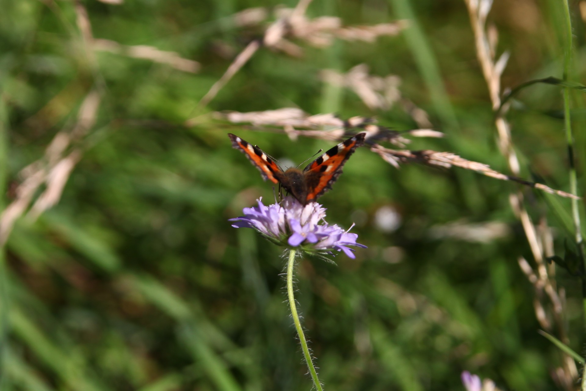 Mittagessen eines Schmetterling